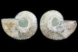 Cut & Polished Ammonite Fossil - Agatized #78392-1
